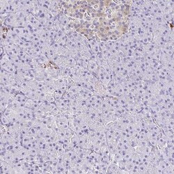 PPFIA4 Antibody, Novus Biologicals:Antibodies:Primary Antibodies