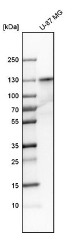 PPFIBP1 Antibody, Novus Biologicals:Antibodies:Primary Antibodies