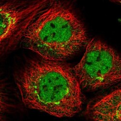 PPHLN1 Antibody, Novus Biologicals:Antibodies:Primary Antibodies