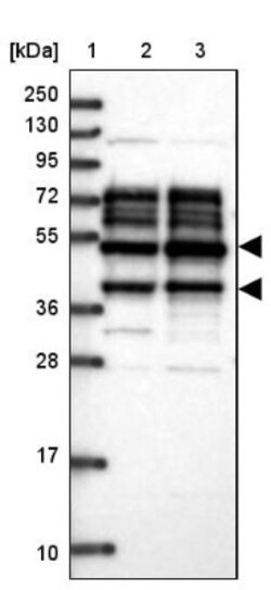 PPHLN1 Antibody, Novus Biologicals:Antibodies:Primary Antibodies