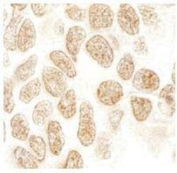 PPIG Antibody, Novus Biologicals 0.1mL; Unlabeled:Antibodies, Polyclonal