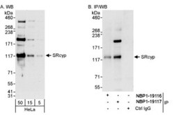 PPIG Antibody, Novus Biologicals 0.1mL; Unlabeled:Antibodies, Polyclonal