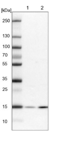 PPIL3 Antibody, Novus Biologicals:Antibodies:Primary Antibodies
