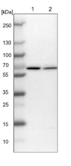 PPIL4 Antibody, Novus Biologicals 0.1mL; Unlabeled:Antibodies, Polyclonal