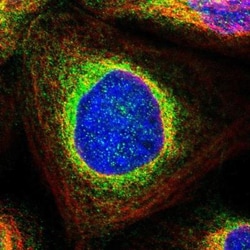 PPM1D Antibody, Novus Biologicals 0.1mL; Unlabeled:Antibodies, Polyclonal
