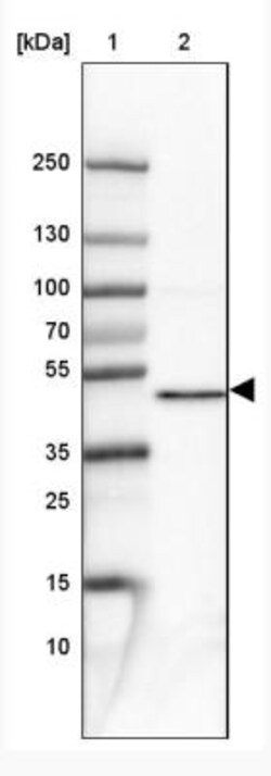 PPME1 Antibody, Novus Biologicals:Antibodies:Primary Antibodies