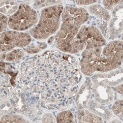 PPP2R4 Antibody, Novus Biologicals 0.1mL; Unlabeled:Antibodies, Polyclonal