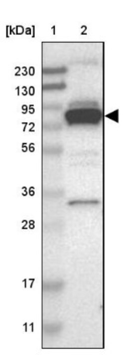 PPWD1 Antibody, Novus Biologicals 0.1mL; Unlabeled:Antibodies, Polyclonal