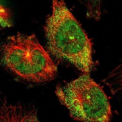 PRAGMIN Antibody, Novus Biologicals:Antibodies:Primary Antibodies