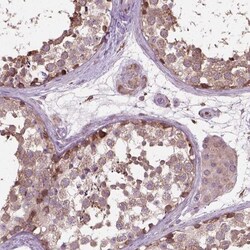 PRAGMIN Antibody, Novus Biologicals:Antibodies:Primary Antibodies