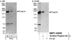 PRAGMIN Antibody, Novus Biologicals 0.1 mL | Buy Online | Novus Biologicals | Fisher Scientific
