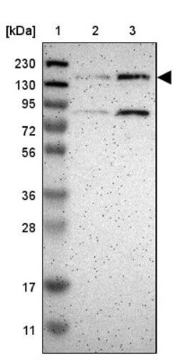 PRAGMIN Antibody, Novus Biologicals:Antibodies:Primary Antibodies