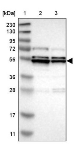 PRAK Antibody, Novus Biologicals:Antibodies:Primary Antibodies