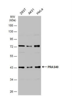 PRAS40 Antibody, Novus Biologicals 0.1mL; Unlabeled:Antibodies, Polyclonal