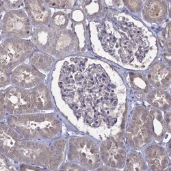 PRC1 Antibody, Novus Biologicals 25 &mu;L; Unlabeled:Antibodies, Polyclonal