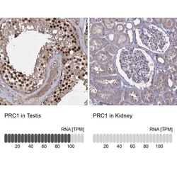 PRC1 Antibody, Novus Biologicals 25 &mu;L; Unlabeled:Antibodies, Polyclonal