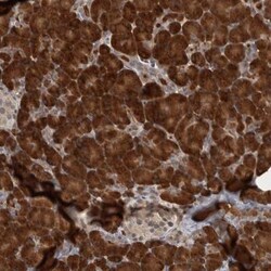 PRDM4 Antibody, Novus Biologicals:Antibodies:Primary Antibodies