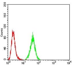 PRDM5 Antibody (7D4C12) - BSA Free, Novus Biologicals:Antibodies:Primary
