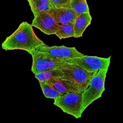 PRDM5 Antibody (7D4C12) - BSA Free, Novus Biologicals:Antibodies:Primary