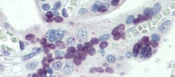 PRDM9 Antibody, Novus Biologicals 0.05mg; Unlabeled:Antibodies, Polyclonal