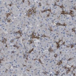 PREX2 Antibody, Novus Biologicals:Antibodies:Primary Antibodies