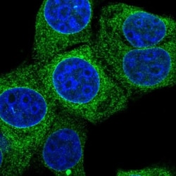 PRKCSH Antibody, Novus Biologicals 0.1mL; Unlabeled:Antibodies, Polyclonal
