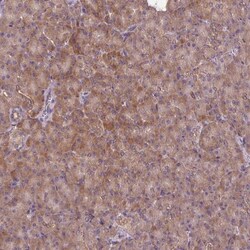 PRKCSH Antibody, Novus Biologicals 0.1mL; Unlabeled:Antibodies, Polyclonal