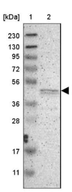 PRKX Antibody, Novus Biologicals:Antibodies:Primary Antibodies