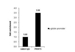 PRMT5 Antibody, Novus Biologicals 0.1mL; Unlabeled:Antibodies, Polyclonal