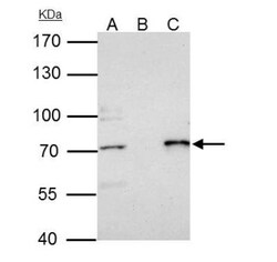PRMT5 Antibody, Novus Biologicals 0.1mL; Unlabeled:Antibodies, Polyclonal