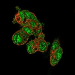 PRODH2 Antibody, Novus Biologicals:Antibodies:Primary Antibodies
