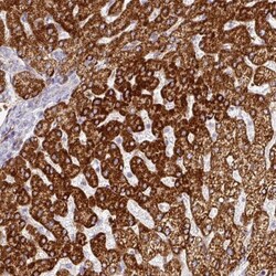 PRODH2 Antibody, Novus Biologicals:Antibodies:Primary Antibodies