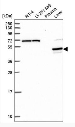 PRODH2 Antibody, Novus Biologicals:Antibodies:Primary Antibodies