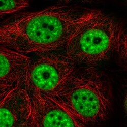 PRP19 Antibody, Novus Biologicals:Antibodies:Primary Antibodies