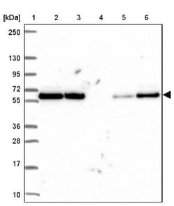 PRP19 Antibody, Novus Biologicals:Antibodies:Primary Antibodies