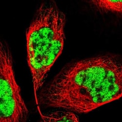 PRPF4 Antibody, Novus Biologicals:Antibodies:Primary Antibodies