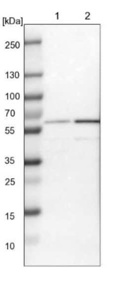 PRPF4 Antibody, Novus Biologicals:Antibodies:Primary Antibodies