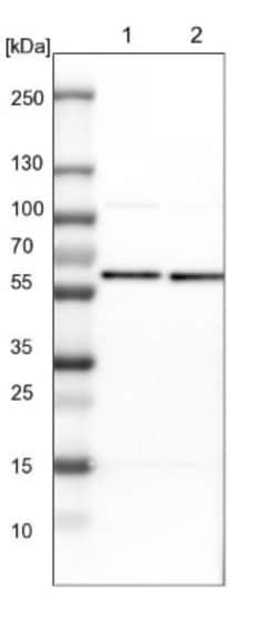 PRPF4 Antibody, Novus Biologicals 0.1mL; Unlabeled:Antibodies, Polyclonal