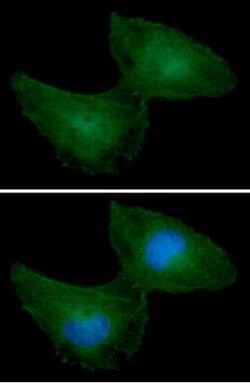 PRPS1 Antibody (1E11) - BSA Free, Novus Biologicals 100&mu;L; Unlabeled:Antibodies,