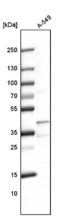 PRR11 Antibody, Novus Biologicals:Antibodies:Primary Antibodies