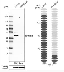 PRR11 Antibody, Novus Biologicals:Antibodies:Primary Antibodies