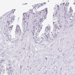 PRR15 Antibody, Novus Biologicals:Antibodies:Primary Antibodies