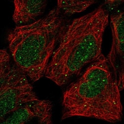 PRR22 Antibody, Novus Biologicals:Antibodies:Primary Antibodies