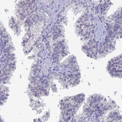 PRR22 Antibody, Novus Biologicals:Antibodies:Primary Antibodies