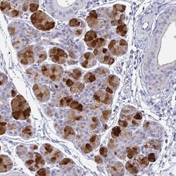 PRR4 Antibody, Novus Biologicals:Antibodies:Primary Antibodies