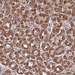 PRR7 Antibody, Novus Biologicals 0.1mL; Unlabeled:Antibodies, Polyclonal