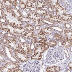 PRRG3 Antibody, Novus Biologicals:Antibodies:Primary Antibodies