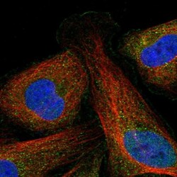 PRRT3 Antibody, Novus Biologicals 25 &mu;L, Unlabeled:Antibodies, Polyclonal