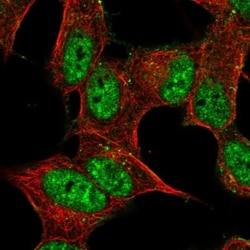 PRRT4 Antibody, Novus Biologicals:Antibodies:Primary Antibodies