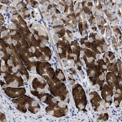 PRSS16 Antibody, Novus Biologicals 25 &mu;L; Unlabeled:Antibodies, Polyclonal